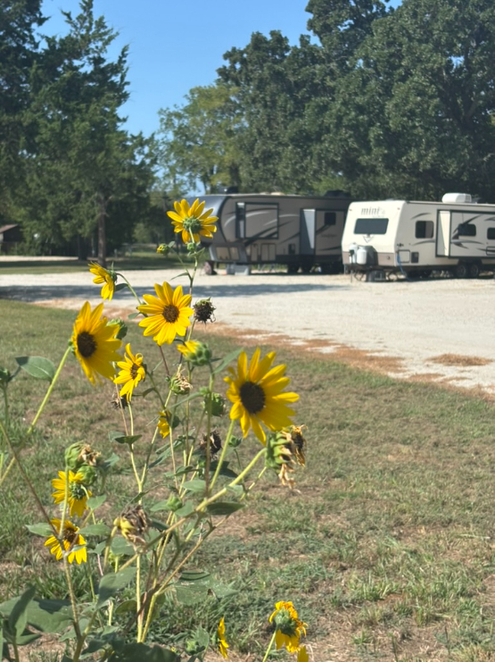 Yellow wildflowers in focus in the foreground with two parked RVs and trees in the background on a sunny day.